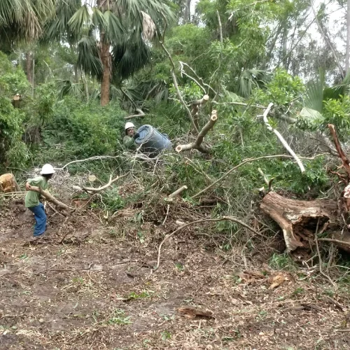 Arborist Services Arborist services
