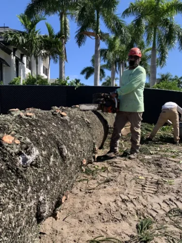 Log Cutting Log cutting