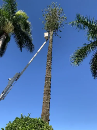 Tree Trimming Tree trimming